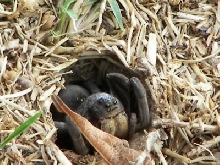 Wolf Spider