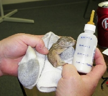 Bottle Baby