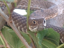 Coachwhip