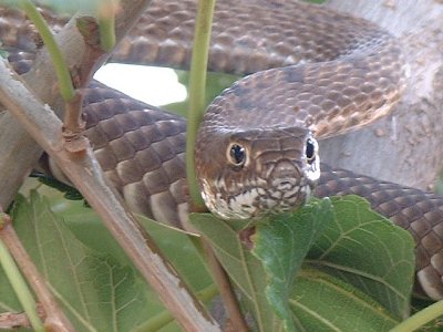 Coachwhip