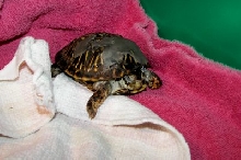 Cookie, the foster turtle
