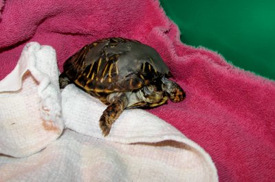 Cookie, the foster turtle
