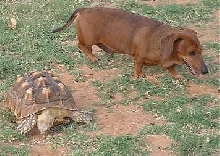 Diogee & Destiny in Sept. 2002
