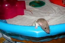 Dolly Raton