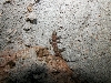 Mediterranean Gecko
