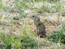 Mexican ground squirrel