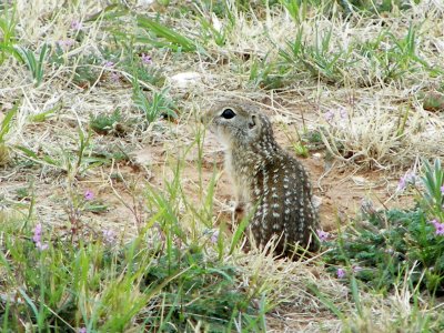 Mexican ground squirrel