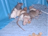 Baby Girl Rats