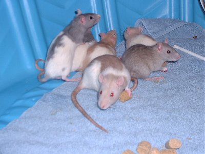 Baby Girl Rats