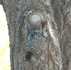 Hairy Woodpecker
