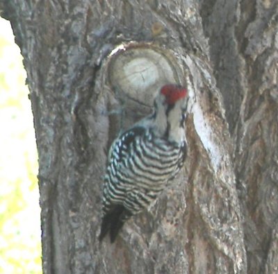 Hairy Woodpecker