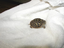 Wild Hatchling