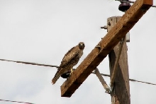 hawk