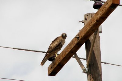 hawk