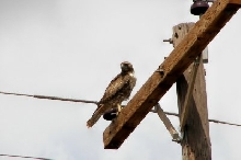 hawk