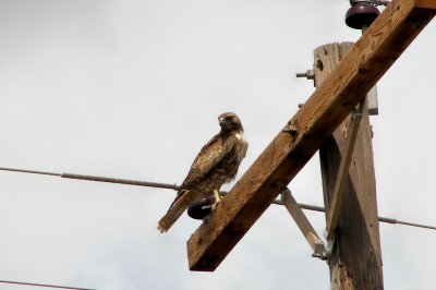 hawk