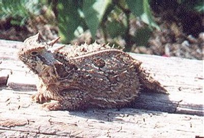 Horned Lizard