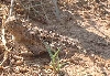 Horned Lizard