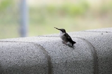 Hummingbird resting