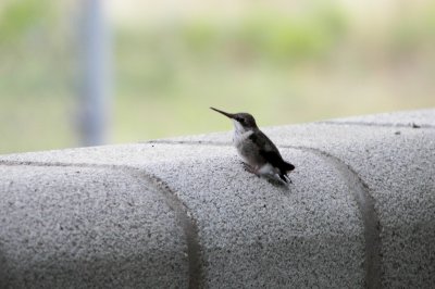 Hummingbird resting