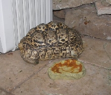 Leopard Tortoise