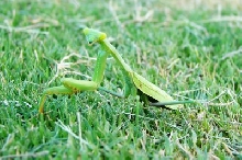 Mantid