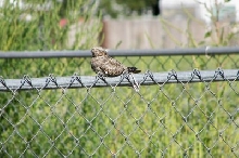 Nighthawk