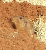 Gopher