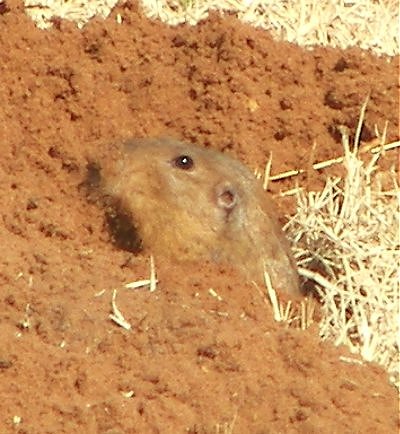 Gopher