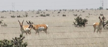 Pronghorn Antelope
