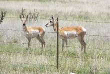 Pronghorn Antelope