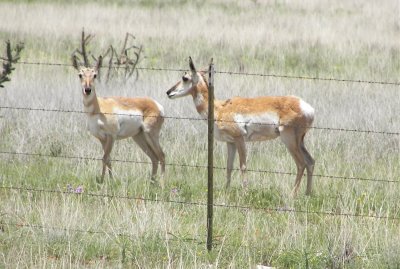 Pronghorn Antelope