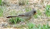 Pyrrhuloxia female