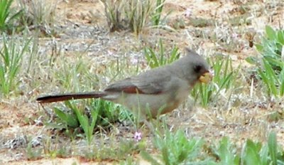 Pyrrhuloxia female