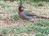 Pyrrhuloxia male