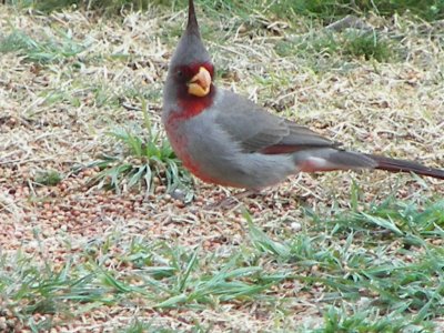 Pyrrhuloxia male