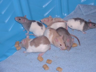 Girls at 8 weeks