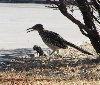 Roadrunner & Prey