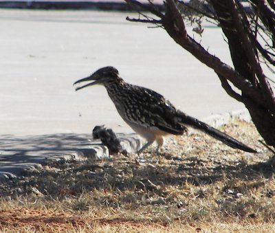 Roadrunner & Prey