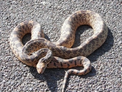 Bullsnake