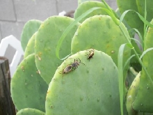 Stinkbugs