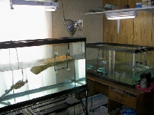 Turtle Tanks