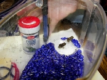 Teensy frogs