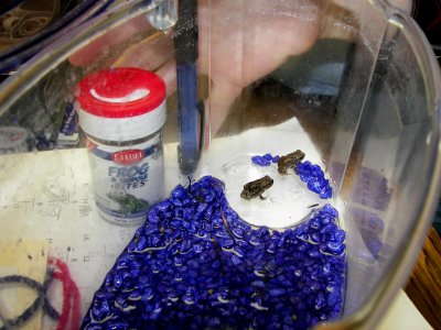 Teensy frogs