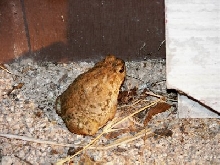 Toad