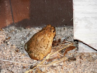 Toad