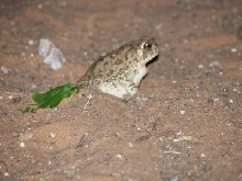 Toad