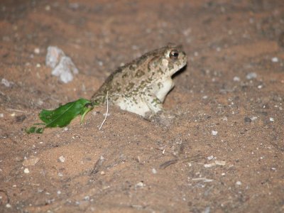 Toad