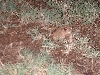 Toad