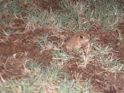 Toad